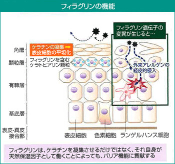 フィラグリンの機能